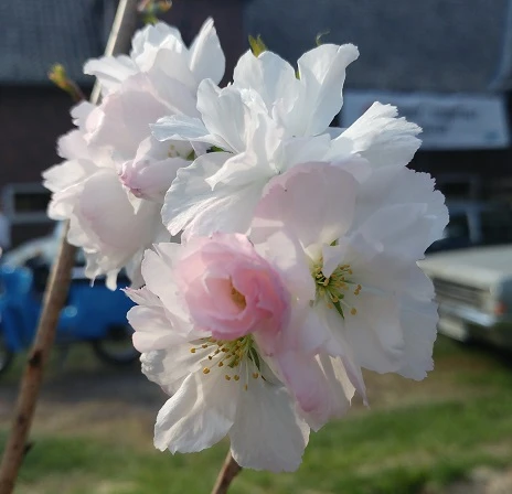 Säulenzierkirsche `Amanogawa´ Prunus Serrulata `Amanogawa´ 4 Säulenzierkirsche `Amanogawa´ Prunus Serrulata `Amanogawa´ – Bild 2
