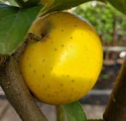 Ananasrenette - Säulenform Malus Domestica `Ananasrenette´