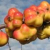 Apistar® Malus Domestica `Apistar´ 1 Apistar® Malus Domestica `Apistar´ -Pflanzen Verkauf apfel sternapi fruechte