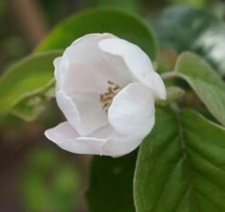 Tafelquitte Ayva® - Süßquitte, Kann Roh Verzehrt Werden Cydonia `Ayva´ -Pflanzen Verkauf ayva bl te