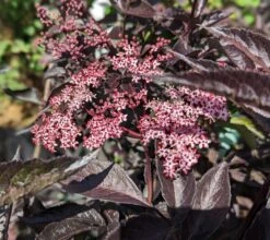 Rotblättriger Holunder `Black Beauty´ Sambucus Nigra `Black Beauty´ -Pflanzen Verkauf black beauty2