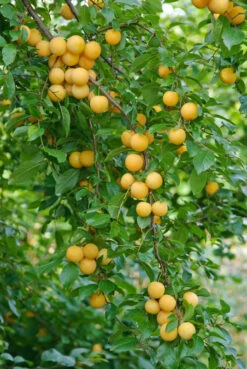 Kirschpflaume Prunus Cerasifera 7 Kirschpflaume Prunus Cerasifera -Pflanzen Verkauf botanikfoto 502360 RF WEB