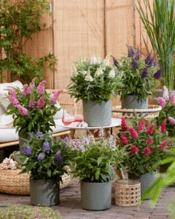 Schmetterlingsflieder Butterfly Candy® (versch. Farben) Buddleja Davidii