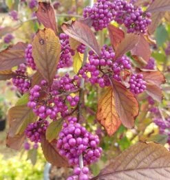 Schönfrucht, Liebesperlenstrauch Callicarpa Bodinieri `Profusion´ 9 Schönfrucht, Liebesperlenstrauch Callicarpa Bodinieri `Profusion´ -Pflanzen Verkauf callicarpa