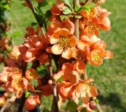 Nordische Zitrone, Zierquitte `Cido´ Chaenomeles Japonica `Cido´ -Pflanzen Verkauf cido 1