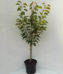 Kompakt Wachsende Aprikose `CompactaⓇ´ Prunus Armeniaca `Compacta´ 10 Kompakt Wachsende Aprikose `CompactaⓇ´ Prunus Armeniaca `Compacta´ -Pflanzen Verkauf compacta