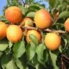 Kompakt Wachsende Aprikose `CompactaⓇ´ Prunus Armeniaca `Compacta´ 1 Kompakt Wachsende Aprikose `CompactaⓇ´ Prunus Armeniaca `Compacta´ -Pflanzen Verkauf compacta1