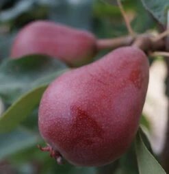 Säulenbirne `Decora´ (zweijährig) Pyrus Communis `Decora´ 7 Säulenbirne `Decora´ (zweijährig) Pyrus Communis `Decora´ -Pflanzen Verkauf decora1 1