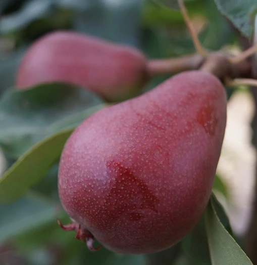 Säulenbirne `Decora´ Pyrus Communis `Decora´ 4 Säulenbirne `Decora´ Pyrus Communis `Decora´ – Bild 2