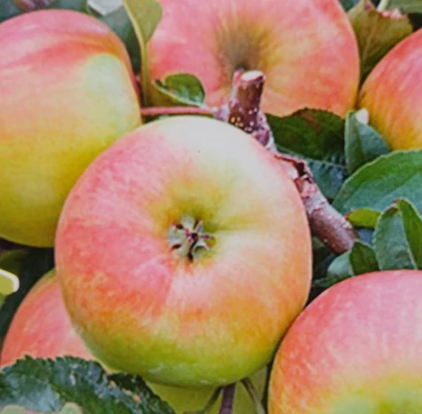 Delcorf (Delbarestival ®) Malus Domestica `Delcorf´ 4 Delcorf (Delbarestival ®) Malus Domestica `Delcorf´ – Bild 2