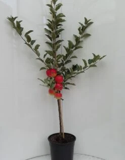Elstar ® Malus Domestica 11 Elstar ® Malus Domestica -Pflanzen Verkauf elstar bscuhbaum