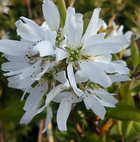 Felsenbirne Smoky Amelanchier Alnifolia Smoky 4 Felsenbirne Smoky Amelanchier Alnifolia Smoky – Bild 2