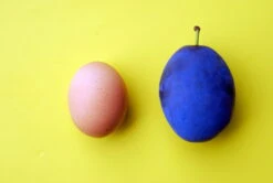 Haganta (S) Prunus Domestica `Haganta´ 12 Haganta (S) Prunus Domestica `Haganta´ -Pflanzen Verkauf haganta12