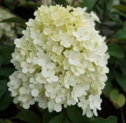 Rispenhortensie `Bobo®´ Hydrangea Paniculata `Bobo´ 7 Rispenhortensie `Bobo®´ Hydrangea Paniculata `Bobo´ -Pflanzen Verkauf hortensie bobo1