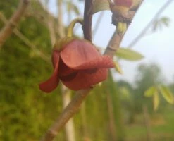 Veredelte Indianerbanane (Paw Paw) `Susquehanna ®´ Asimina Triloba `Susquehanna´ 8 Veredelte Indianerbanane (Paw Paw) `Susquehanna ®´ Asimina Triloba `Susquehanna´ -Pflanzen Verkauf indianaerbanane bl te