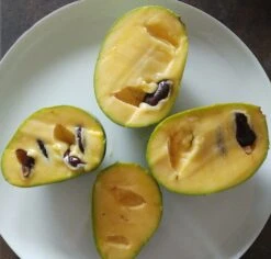 Veredelte Indianerbanane (Paw Paw) `Prima 1216´ (40-60cm) Asimina Triloba `Prima 1216´ 7 Veredelte Indianerbanane (Paw Paw) `Prima 1216´ (40-60cm) Asimina Triloba `Prima 1216´ -Pflanzen Verkauf indianerbanane frucht aufgeschnitten 1