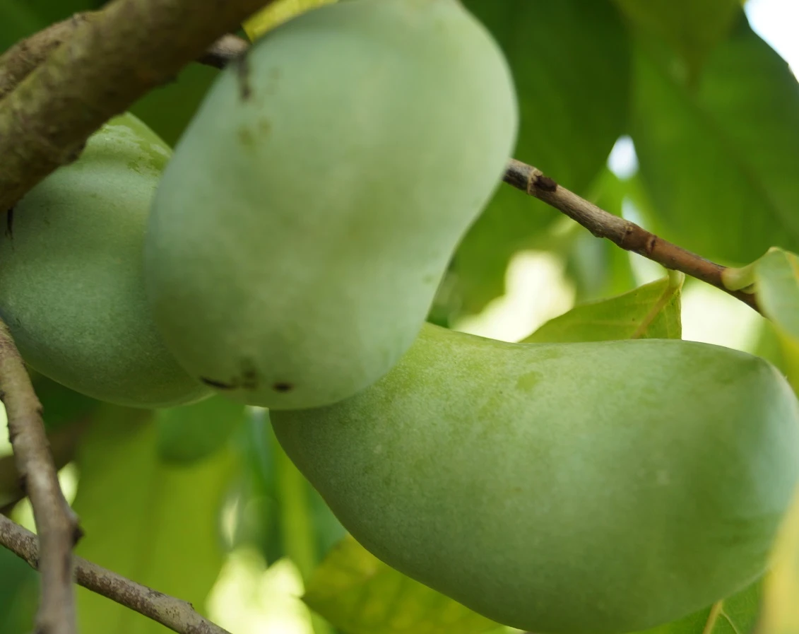 Veredelte Indianerbanane `NC1´ Asimina Triloba `NC1´ 3 Veredelte Indianerbanane `NC1´ Asimina Triloba `NC1´