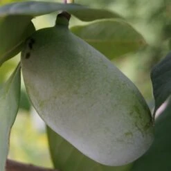 Veredelte Indianerbanane (Paw Paw) `Prima 1216´ (40-60cm) Asimina Triloba `Prima 1216´ 8 Veredelte Indianerbanane (Paw Paw) `Prima 1216´ (40-60cm) Asimina Triloba `Prima 1216´ -Pflanzen Verkauf indianerbanane43 1