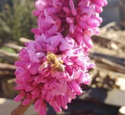 Judasbaum Cercis Siliquastrum 11 Judasbaum Cercis Siliquastrum -Pflanzen Verkauf judasbaum mit biene 3UmROOMoGkmKP3