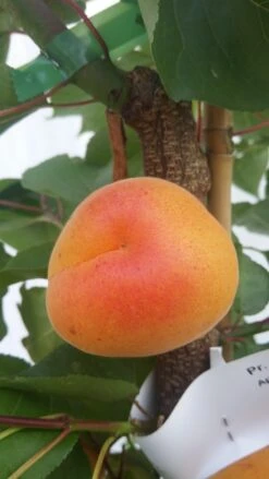 Pflanzen Verkauf -Pflanzen Verkauf kioto 3 1