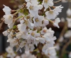 Zwerg-Zierkirsche `Kojou-no-mai´ Prunus Incisa `Kojou-no-mai´ 8 Zwerg-Zierkirsche `Kojou-no-mai´ Prunus Incisa `Kojou-no-mai´ -Pflanzen Verkauf kojou no mai2