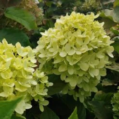 Rispenhortensie `Little Lime®´ Hydrangea Paniculata `Little Lime´ 5 Rispenhortensie `Little Lime®´ Hydrangea Paniculata `Little Lime´ -Pflanzen Verkauf little lime