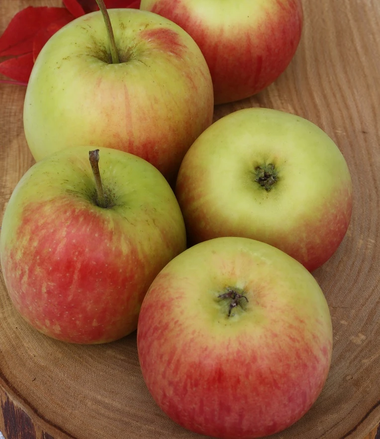 Delcorf (Delbarestival ®) Malus Domestica `Delcorf´ 3 Delcorf (Delbarestival ®) Malus Domestica `Delcorf´