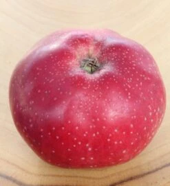 Melrose Malus Domestica `Melrose´