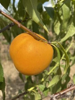 Honig-Nektarine `Bellarina´ Prunus Nucipersica `Bellarina´ -Pflanzen Verkauf nektarine bellarina frucht