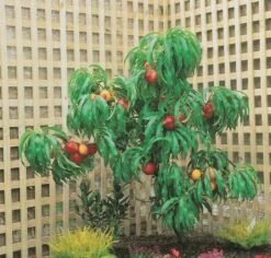 Zwergnektarine `Rubis® Necta ZeeⓈ´ Prunus Nucipersica 8 Zwergnektarine `Rubis® Necta ZeeⓈ´ Prunus Nucipersica -Pflanzen Verkauf nektarine necta zee rubis baum