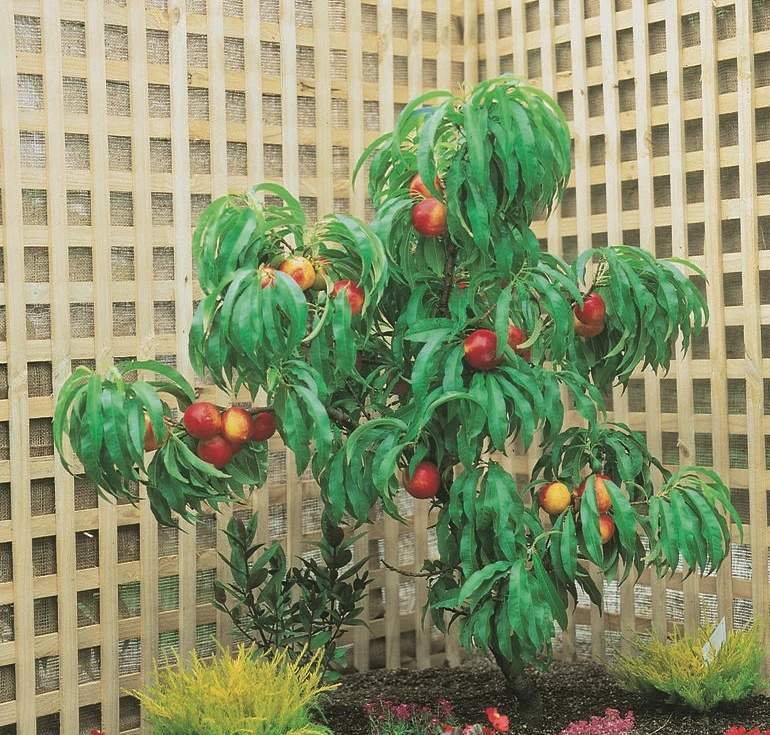 Zwergnektarine `Rubis® Necta ZeeⓈ´ Prunus Nucipersica 5 Zwergnektarine `Rubis® Necta ZeeⓈ´ Prunus Nucipersica – Bild 3