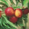 Zwergnektarine `Rubis® Necta ZeeⓈ´ Prunus Nucipersica 1 Zwergnektarine `Rubis® Necta ZeeⓈ´ Prunus Nucipersica -Pflanzen Verkauf nektarine necta zee rubis fruechte