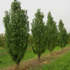 Säulen-Pfirsich `Ellora´ Prunus Persica `Ellora´ 8 Säulen-Pfirsich `Ellora´ Prunus Persica `Ellora´ -Pflanzen Verkauf pfirsich ellora baeume