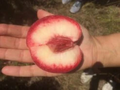 Säulen-Pfirsich `Ellora´ Prunus Persica `Ellora´ 9 Säulen-Pfirsich `Ellora´ Prunus Persica `Ellora´ -Pflanzen Verkauf pfirsich ellora frucht1