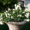 Zwerg-Gartenjasmin `Little White Love´ Philadelphus Coronarius -Pflanzen Verkauf philadelphus little white love 3