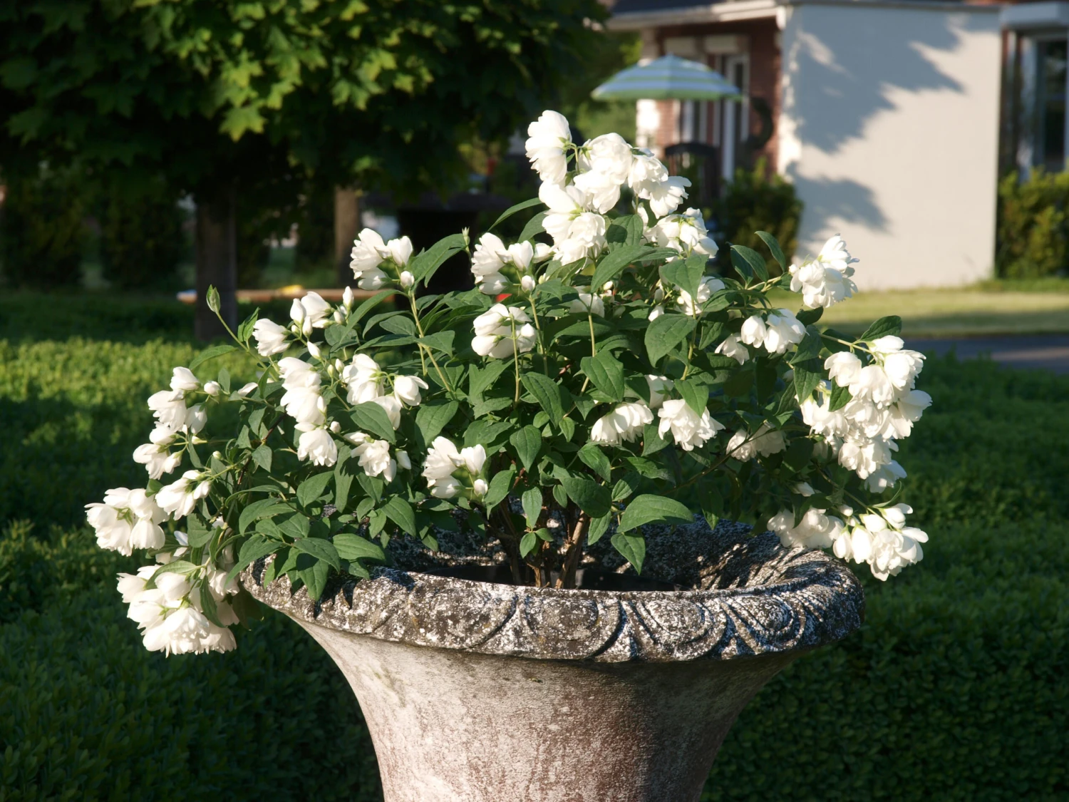 Zwerg-Gartenjasmin `Little White Love´ Philadelphus Coronarius 3 Zwerg-Gartenjasmin `Little White Love´ Philadelphus Coronarius
