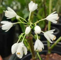 Rispen-Pimpernuss Staphylea Pinnata 9 Rispen-Pimpernuss Staphylea Pinnata -Pflanzen Verkauf pimpernuss2