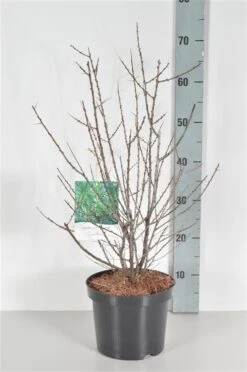 Sanddorn Pollmix Hippophae Rhamnoides `Pollmix´ 5 Sanddorn Pollmix Hippophae Rhamnoides `Pollmix´ -Pflanzen Verkauf pollmix