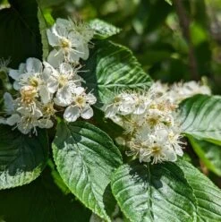 Erlenblättrige Eberesche `Red Bird´ Sorbus Alnifolia `Red Bird´ 8 Erlenblättrige Eberesche `Red Bird´ Sorbus Alnifolia `Red Bird´ -Pflanzen Verkauf red bird 2