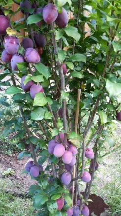 Rote Säulen-Mirabelle `Ruby´ Wurzelnackt Prunus Domestica Subsp. Syriaca `Ruby´ -Pflanzen Verkauf ruby2a0Cx9InYDY0Pl