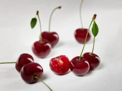 Achat Ⓢ Prunus Cerasus `Achat´ 13 Achat Ⓢ Prunus Cerasus `Achat´ -Pflanzen Verkauf sauerkirsche achat ggmc5Q8G1QL1D9