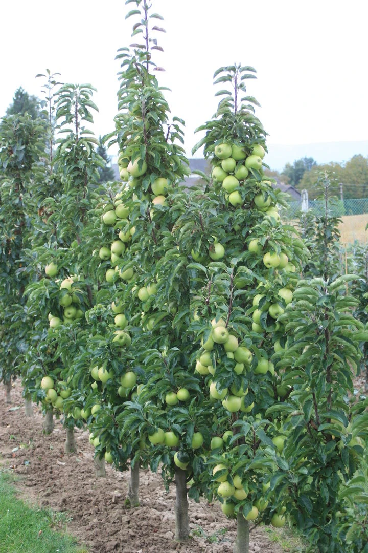 Sirius Ⓢ Malus Domestica `Sirius´ 4 Sirius Ⓢ Malus Domestica `Sirius´ – Bild 2