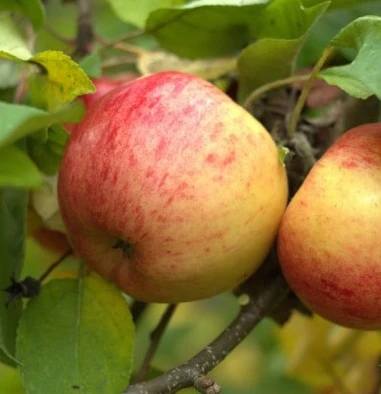 Topaz ® Malus Domestica 4 Topaz ® Malus Domestica – Bild 2