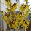 Zaubernuss `Arnold Promise´ Hamamelis X Intermedia `Arnold Promise´ 1 Zaubernuss `Arnold Promise´ Hamamelis X Intermedia `Arnold Promise´ -Pflanzen Verkauf zaubernuss arnold promise