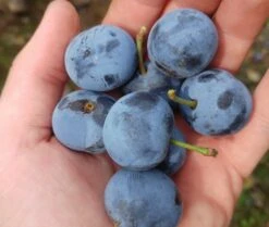 Zibarte Voraussichtlich Ab Juni/Juli Wieder Verfügbar -Pflanzen Verkauf zibarte 22