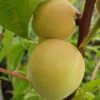 Honigpfirsich `Honeysun®´ Prunus Persica `Honeysun´ 2 Honigpfirsich `Honeysun®´ Prunus Persica `Honeysun´ -Pflanzen Verkauf zierpfirsich fruchtXZbYapVdmRotk
