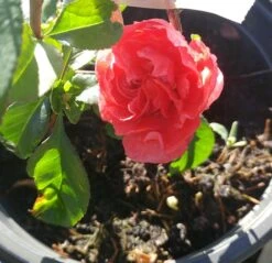 Zierquitte `Pink Storm´ Chaenomeles Japonica `Pink Storm´ -Pflanzen Verkauf zierquitte chaenomeles pink storm