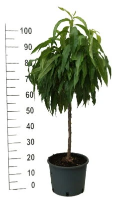 Zwergpfirsich `Bonanza´ Prunus Persica 9 Zwergpfirsich `Bonanza´ Prunus Persica -Pflanzen Verkauf zwergpfirsich weiss