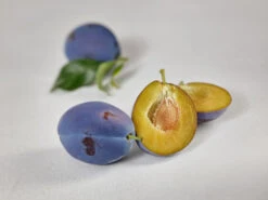 Haganta (S) Prunus Domestica `Haganta´ 13 Haganta (S) Prunus Domestica `Haganta´ -Pflanzen Verkauf zwetschge haganta g