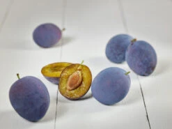 Hanita ® Prunus Domestica `Hanita 13 Hanita ® Prunus Domestica `Hanita -Pflanzen Verkauf zwetschge hanita g